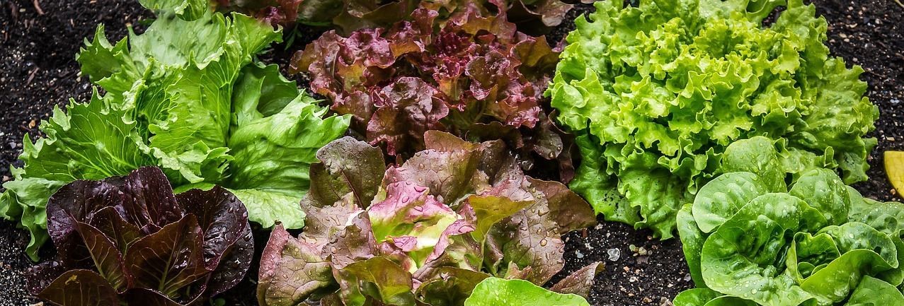 Pixabay_Salatpflanzen